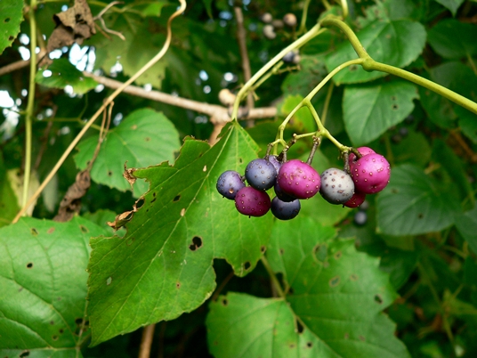{Ampelopsis cordata}